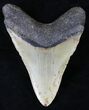 Megalodon Tooth - North Carolina #21702-2